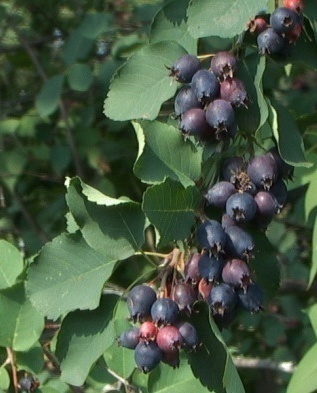 Ирга круглолистная Amelanchier ovalis - фото