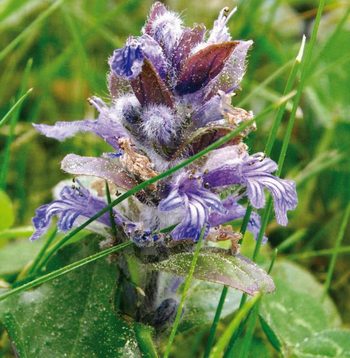 ��������� �  ������������ ��������������� Prunella grandiflora 