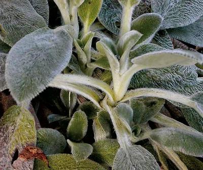 ��������� �  ������ ���������� Stachys lanata 