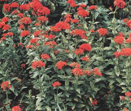 ��������� �  ������ (��������) ������������ Lychnis chalcedonica 