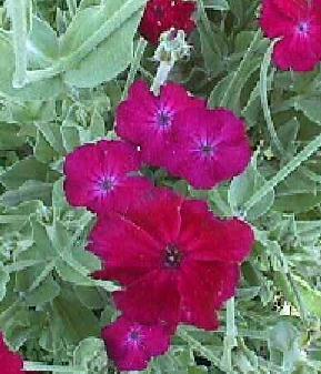 ��������� �  ������ (��������) ���������� (��������) Lychnis coronaria 