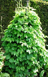 ��������� �  ����� ������������ Humulus lupulus 