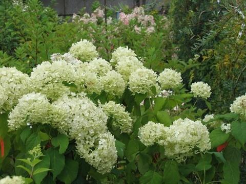 ��������� ����������� Hydrangea arborescens �Annabelle�  - ����