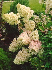 ��������� �  ��������� ����������� Hydrangea paniculata 