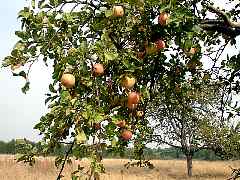 ��������� �  ������ �������� Malus domestica 