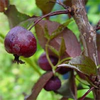 ��������� �  ������ ��������� Malus purpurea �Royalty� 