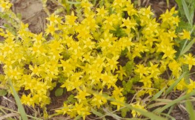 ��������� �  ������ ����� Sedum acre 