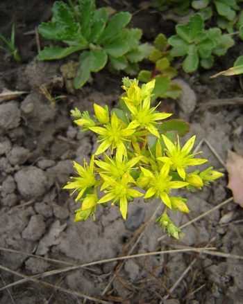 ��������� �  ������ ��������� Sedum hybridum 