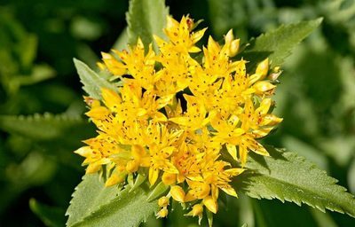 ��������� �  ������ ������� Sedum aizoon 
