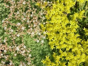��������� �  ������ �������� Sedum rupestre 
