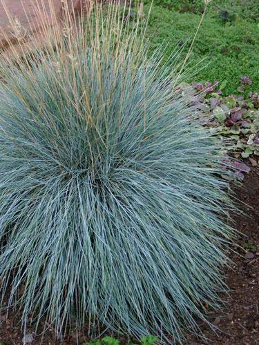 ��������� �  �������� ����� Festuca cinerea 