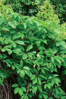 �������� ������� ��������������� Partenocissus quinquefolia  - ����