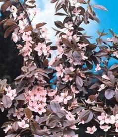 ����� ������������� Prunus cerasifera �Nigra�  - ����