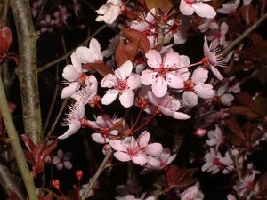 ����� �������������  Prunus cerasifera �Pissardii�  - ����