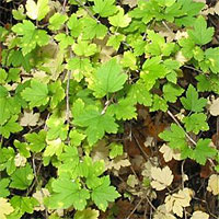 ��������� ���������� Ribes aureum  - ����