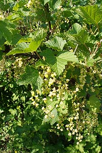 ��������� ������� Ribes rubrum  - ����