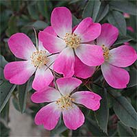 ��������� �  ���� ����� Rosa glauca 