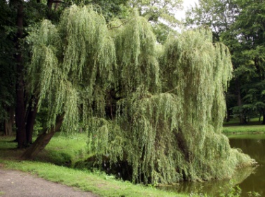 ��� ����������� (�����) Salix alba  - ����