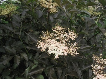 ������ ������ Sambucus Nigra �Guincho Purple�  - ����