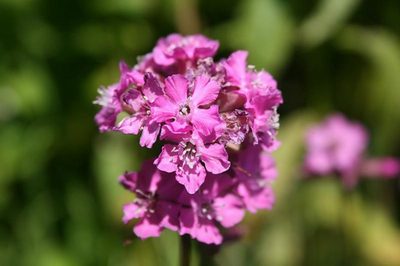 ��������� �  ������ (������) Lychnis viscaria 