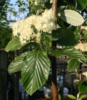 ������ ������������� Sorbus aria �Magnifica�  - ����