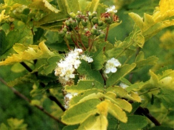 ������ ������������ Sorbus aucuparia �Aurea� (�Dirkeni�)  - ����