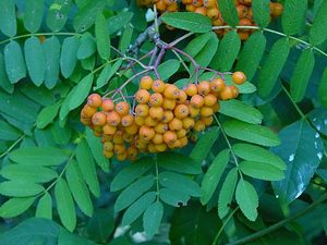 ������ ������������ Sorbus aucuparia  - ����