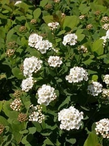 ������ ������������� Spiraea betulifolia  - ����