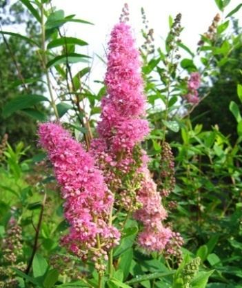 ������ �������� Spiraea billardii  - ����