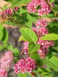 ������ �������� Spiraea bumalda  - ����