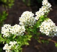 ��������� �  ������ �����  Spiraea cinerea �Grefsheim� 