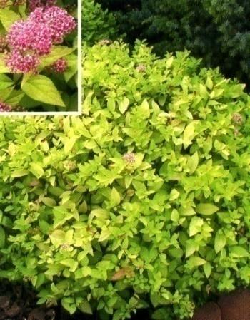��������� �  ������ �������� Spiraea japonica �Gold-mound� 