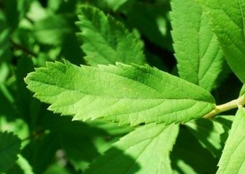 ������ ���������� Spiraea salicifolia  - ����