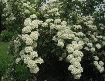 ������ ���-����� Spiraea vanhouttei  - ����