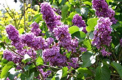 ������ ������������ Syringa vulgaris  - ����
