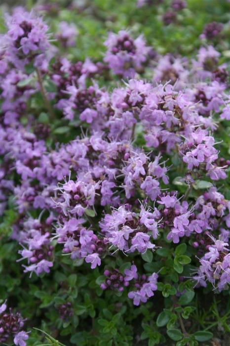 ��������� �  ������, ������ �������� Thymus serpullum 