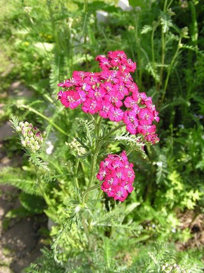 ��������� �  ������������� ������������ Achillea Millefolium 