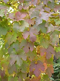 �������� �������� Vitis amurensis  - ����