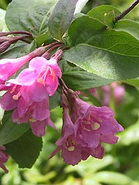 ������� ��������� Weigela hybrida  - ����