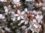 ��������  ����� ��������� Cerasus tomentosa