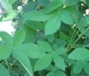 ��������  �������� �������������� Laburnum anagyroides