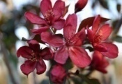 ��������  ������ ��������� Malus purpurea �Royalty�