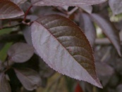 ��������  ����� ������������� Prunus cerasifera �Nigra�