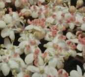 ��������  ������ ������ Sambucus Nigra �Guincho Purple�