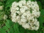 ��������  ������ ������������ Sorbus aucuparia