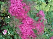��������  ������ �������� Spiraea japonica �Goldflame�
