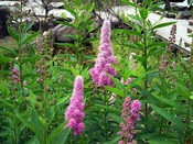 ��������  ������ ���������� Spiraea salicifolia