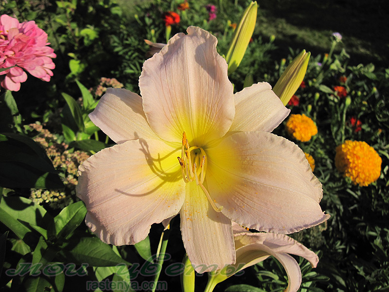 �������� - Hemerocallis Catherine Woodbery - ������ ����