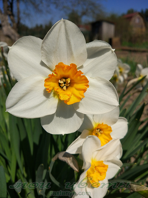 Нарцисс Флауер Рекорд - Narcissus Flower Record - другие фото Нарцисс Флауер Рекорд - Narcissus Flower Record - другие фото