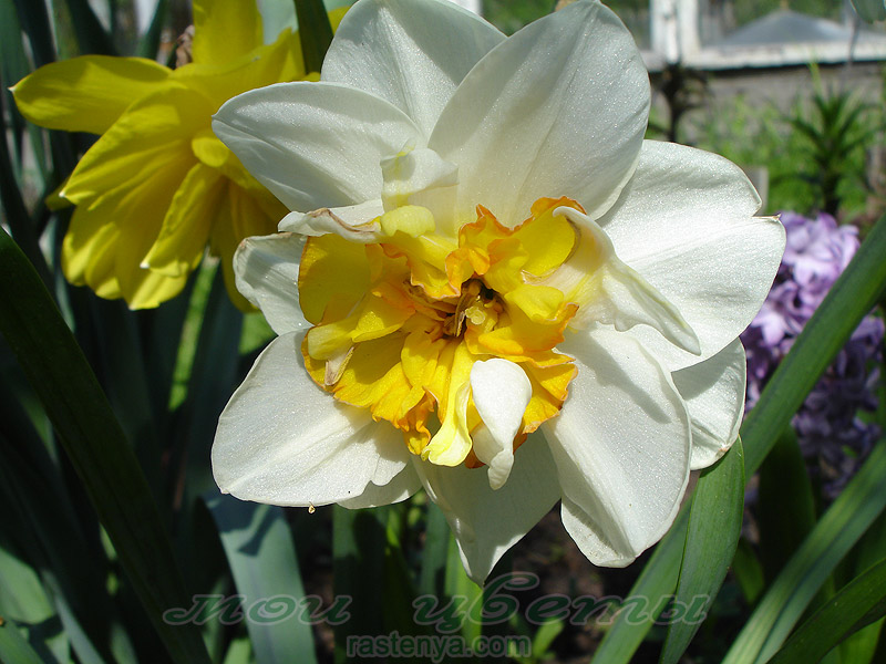 ������� ������ ����� - Narcissus Flower Drift - ������ ����